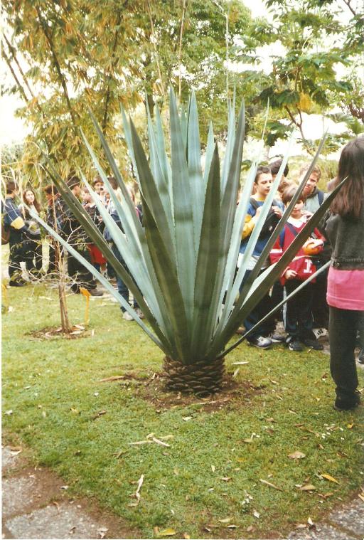 giardino botanico di napoli -29